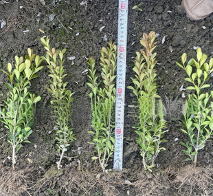 ���ش������l�����S����S��С�~�S�������G��С�^�G�����@