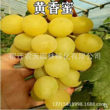 S۷ۼtјꖹõϱNֲӺĺھ޷oѺ