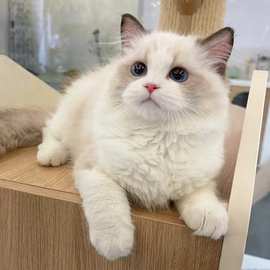 纯种布偶猫活体幼猫双蓝双赛级仙女布偶猫幼崽波斯系咪宠物蓝猫