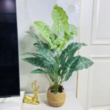 ����GֲС�����ȿ����滨�Ҿ��b��҃Ȕ[��24�~�t�ĵ�ˮ�^������