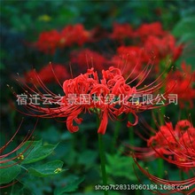 ���l�˰����N�� ʯ�⻨�N��N�� �׳ɻ��ļ��_�����Ե�������ɳ�A