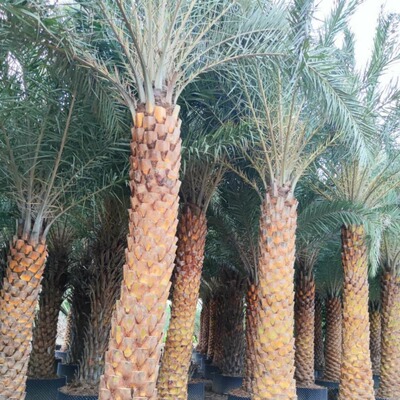 中山供應熱帶棕榈假植苗銀海藻 苗中東海棗 抗風耐寒