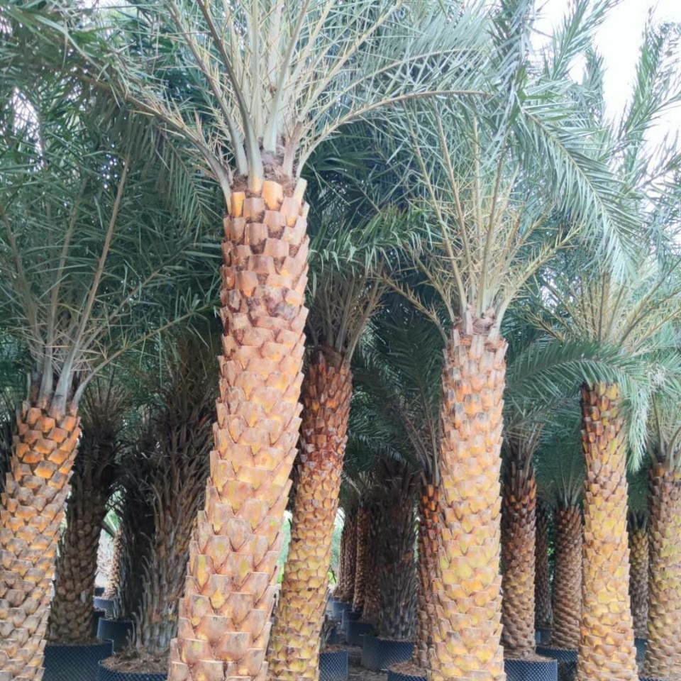 中山供應熱帶棕榈假植苗銀海藻 苗中東海棗 抗風耐寒