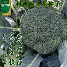 西兰花花菜种子花菜种子花椰菜高产耐热抗寒春夏秋蔬菜种孑