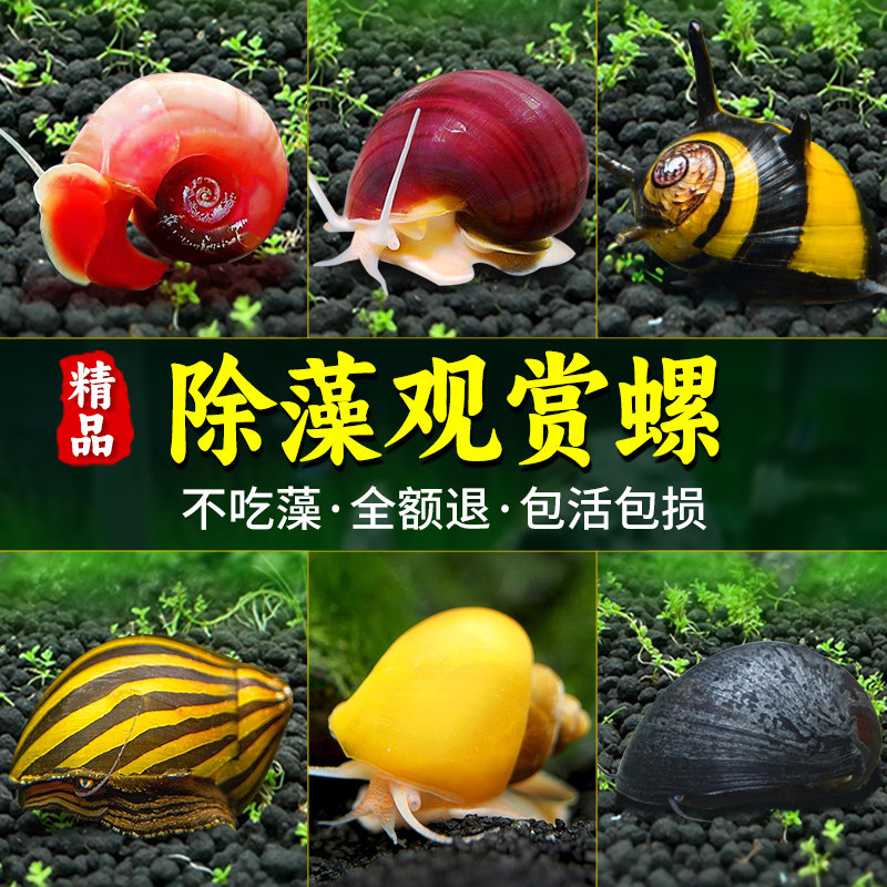 观赏螺除藻螺黄金苹果黑金刚斑马清洁菜单吃藻马来淡水鱼缸水蜗牛