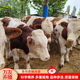 湖南长沙肉牛养殖西门特尔牛 湖南肉牛价格 改良西门塔尔肉牛