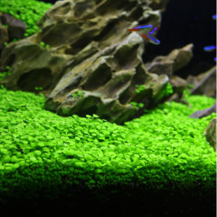 Aquatic Seeds Ecological Fish Bottle Micro Landscape Creative Hydroponic Seeds on Behalf of Aquatic Plants Landscaping E-Commerce Popular Grass Seeds