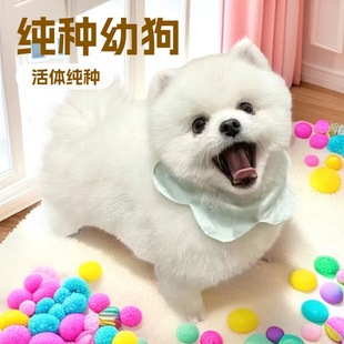 ���Ʋ豭Ȯ��������Ȯ�S�������N�L��������ȮС��Ȯ�湷���ﹷ��