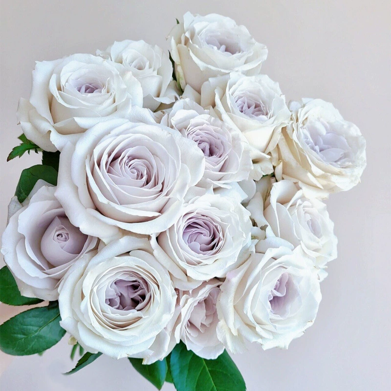 Дропшиппинг серебряной юбки для розы, рассады розы в горшке, кустарника для балкона или террасы, розы серо-фиолетового цвета с крупными цветками