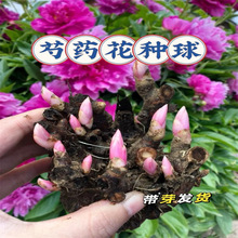 牡丹花苗芍药种球根种球四季开花庭院阳台大盆栽多年生花卉种球根