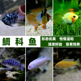 迷你魚圖片 海量高清迷你魚圖片大全 阿里巴巴