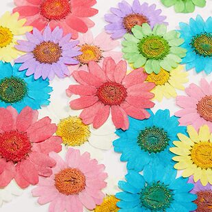 White Crystal Chrysanthemum Dried Flower Embossed Mobile Phone Case Gel Dropping/Nail Art Face Decal Children's DIY Photo Frame Bookmark Table Lamp Material