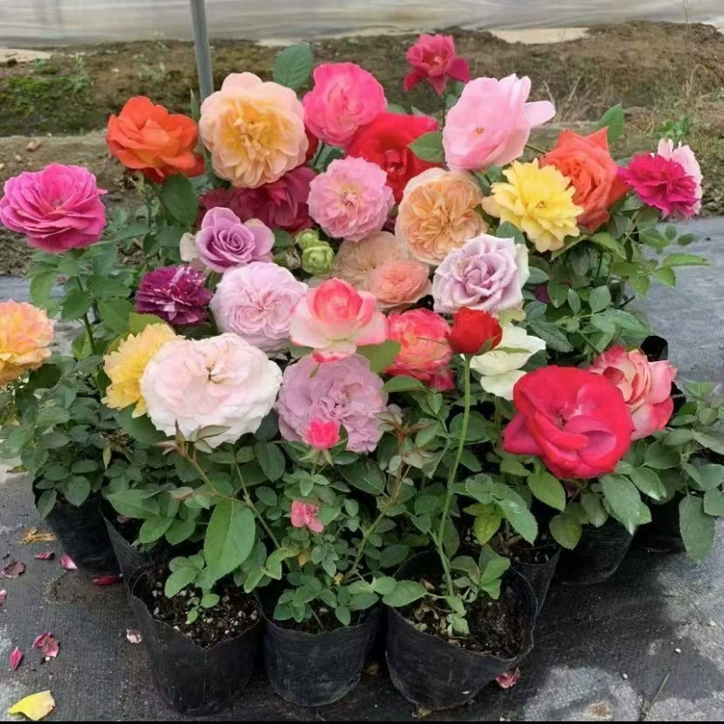 Оптовая продажа двух упаковок розовых саженцев, европейская роза, крупные цветы, ароматные балконные вьющиеся растения в горшках, четырехсезонные цветущие розы