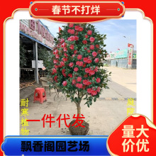 һ�����l�ļ�����ɽ�軨����ͥԺ�G�������͎��͏d�҃Ȼ���ɫ�൤