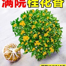 桂花树苗四季桂盆栽可食用开花不断室内阳台庭院浓香型花卉植物