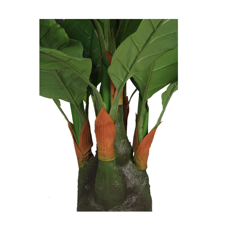 XRS-101 五叉树头美人蕉 (7).jpg