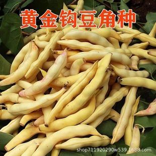 �S���h�ܶ��N���S�𹴖|���Ͷ����џo��o���Sɫ�����S�a�߲˷N��