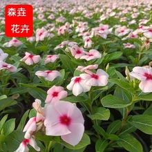 �L����ɽ�|�������l �ļ��_���r��ݻ������_ ������·�G���L����