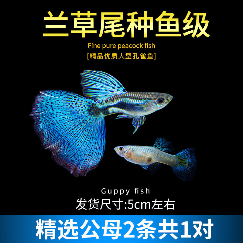 孔雀鱼精品小鱼缸观赏鱼好养耐活热带鱼活鱼天空蓝小型小鱼苗|undefined