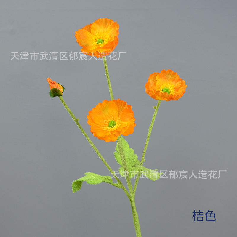 오렌지