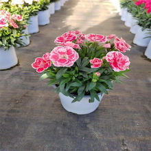 ����ܰ���Ԏ�����ĸ�H���r��ʯ����绨���҃ȾGֲ�ļ�ˮ��ֲ��