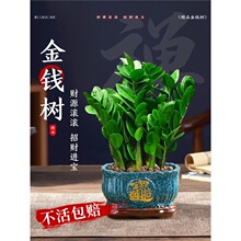 金钱树盆栽客厅大棵摆件圆叶招财旺宅绿植花卉室内水培植物发财树