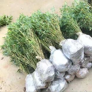 ������ë�����G�����ļ���������N�����