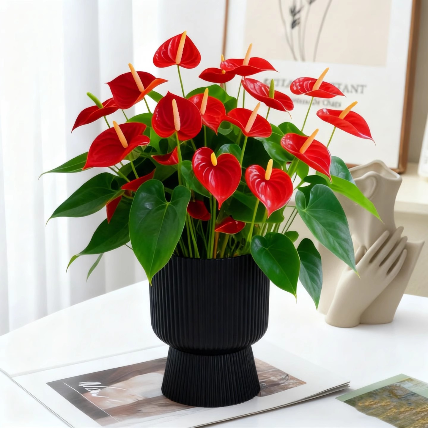 Anthurium potted plant [4-5 flowers] + tall pot black