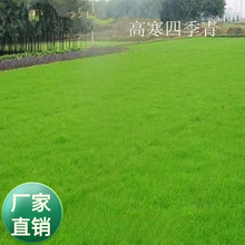草籽公司批发混播四季青 果岭草马尼拉草籽绿化地毯草免修剪草籽