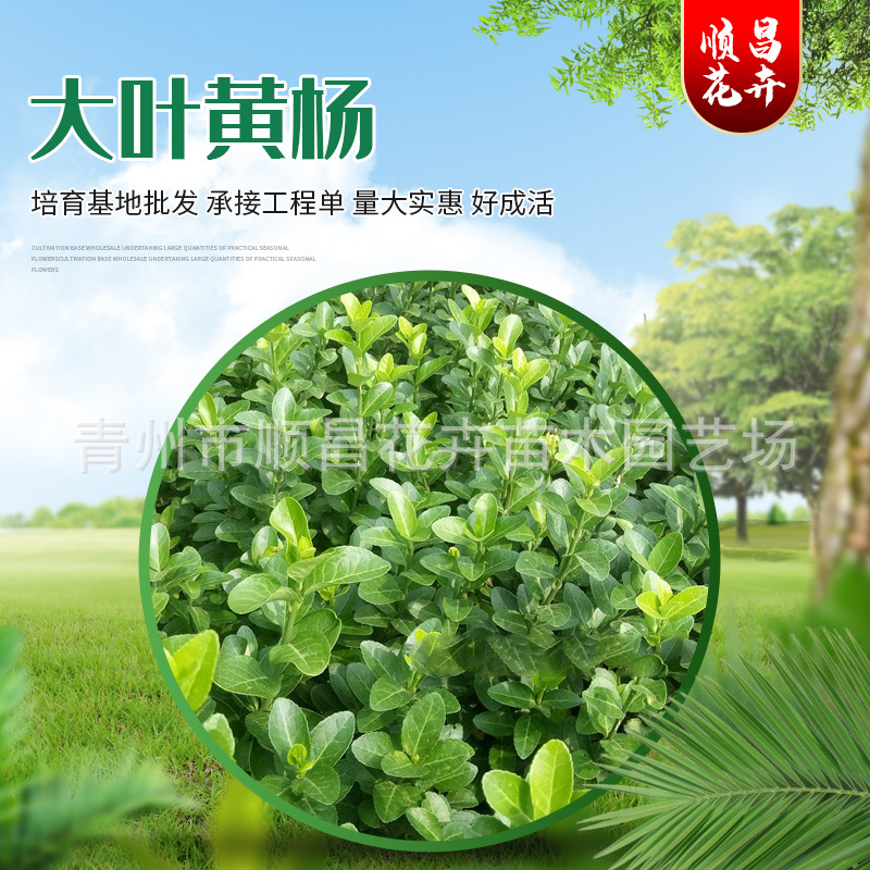 大叶黄杨绿篱植物 大叶黄杨苗冬青苗 山东批发四季长青大叶黄杨