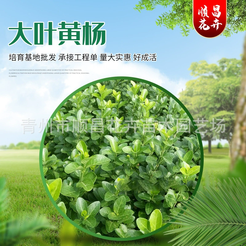 Саженцы Populus japonicus вечнозеленые во все сезоны. Populus japonicus муниципальная инженерия улица озеленение двор Холли хедж оптом