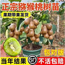 猕猴桃树果苗公母同株红心绿心徐香弥猴桃苗南方北方四季种植结果