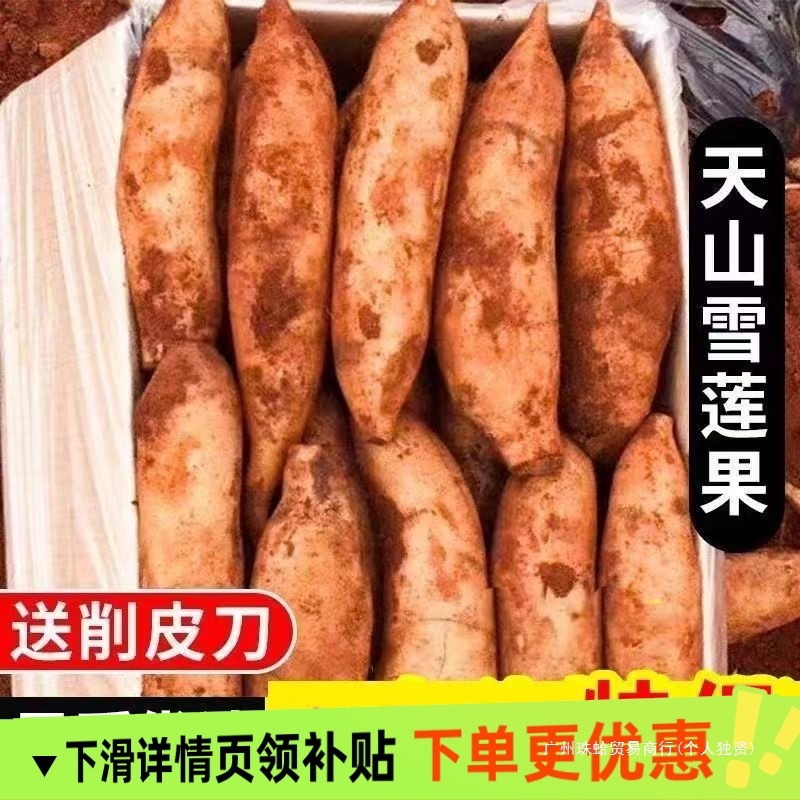 2025云南高原仙果当季新鲜水果天山雪莲现发挖果现脆甜雪中雪莲果