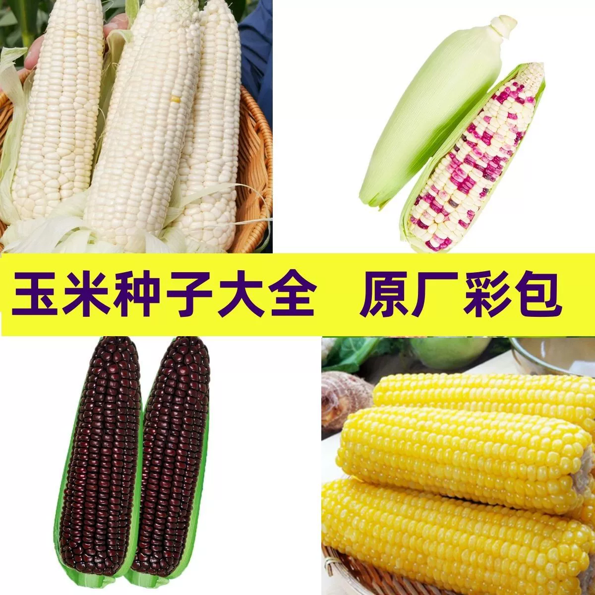 Весенние Семена овощей Липкая Кукуруза Черная Кукуруза Черный клейкий рис Фрукты Кукуруза Недорожная сырая Сладкая клейкая цветная Кукуруза Семена кукурузы