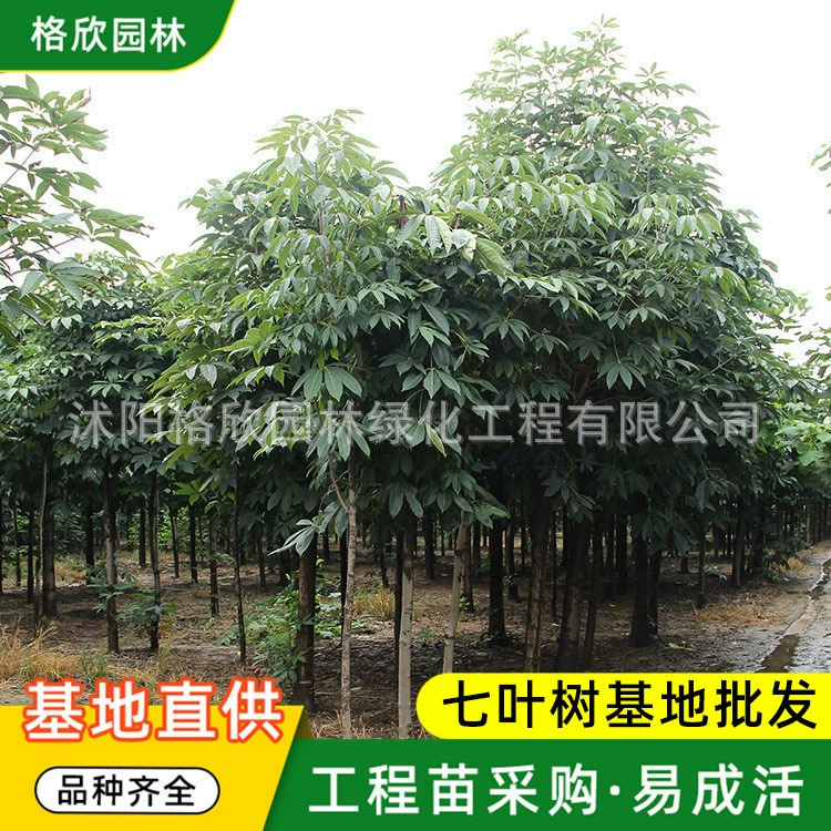 Buckeye Base Оптовая Живописная зона Парк Озеленение Саженцы Улица Декоративные уличные деревья Земельное покрытие Сафлор Саженцы Buckeye