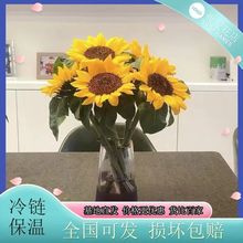 云南向日葵鲜花基地批发室内水养花卉送老师同学礼物装饰摆件花卉