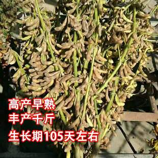 �������߮a�S���N���ش��Ѹ߮a���|�r��ǧ�ﶹ�N�ӓᶹ23�S���N��