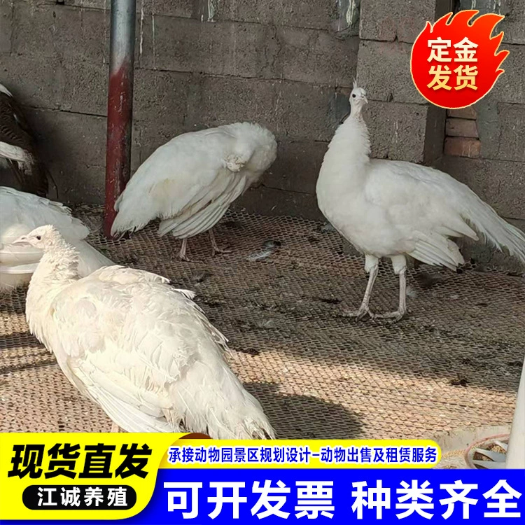 Живой белый павлин, птица-павлин, живой зоопарк, база разведения павлинов с парой щенков павлинов на выставке.