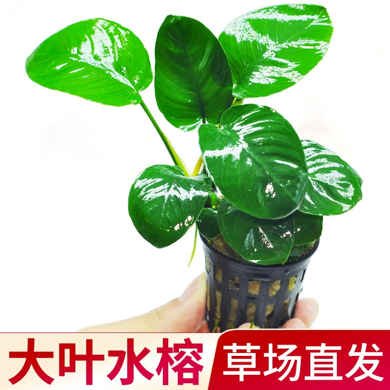 Гидропонные растения баньян с крупными листьями, маленькая трава баньян, прямая поставка с фермы, водные растения баньян, настоящая трава для аквариумного ландшафта, оптовая продажа зеленых растений.