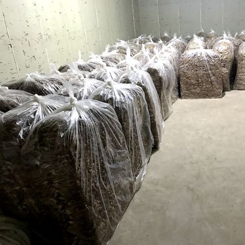 【Direct from Base】Gutian Button Mushroom Dried Shredded Wholesale 500g Direct from Origin
