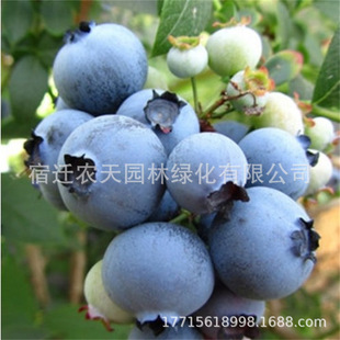 �����{ݮ��������Ե���ͥԺ�̨����Y���Ϸ������Nֲ�ļ��{ݮ��