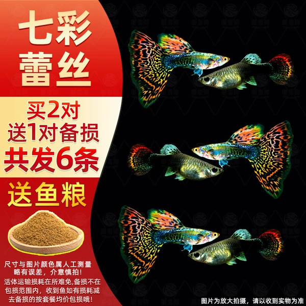 2 pairs of colorful lace + 1 pair for loss, free fish food