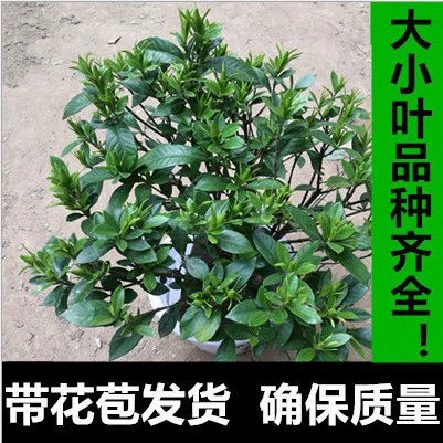 Оптовые ароматные цветы гардения Цветочные саженцы Цветочные смотровые растения зеленые растения стены маленькие горшечные растения с бутонами листьев просмотр растений цветы