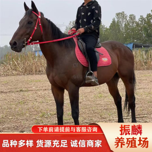 �����T���R�Bֳ���� �B�ɹ��R���Bֳ�� �����R����