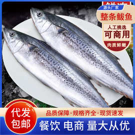 鲅鱼冷冻海捕海鲜水产马鲛鱼速冻大鲅鱼海鲜饭店烧烤商用批发代发