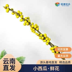 �S��С�����r��֦Ұ���r�����l�^��С������inˮ��ֲ��߼���Ȥζ