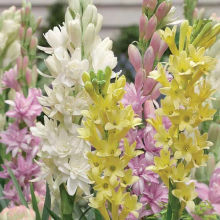 ������N�����lҹ���㻨������Ͷ�����ֲ���҃���ͥ���w���