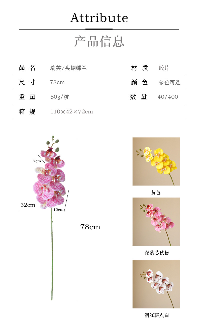 瑞芙7头蝴蝶兰_03.jpg