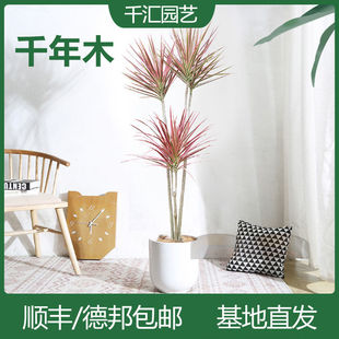 Thousand-Year-Old Potted Florals Old Pile Dragon Blood Tree Three-Color Iron Horsetail Iron Indoor Large Green Plant Colorful Iron Plant Large