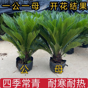 �F�����ԾGֲ�ͺ��͟�ֲ���辰�ļ������҃��⻨�լ����լ�F����